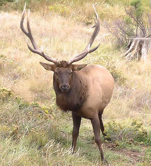 Jasper Festival Offers Arkansas Elk Hunting Permit Chance