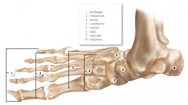 Anatomy and Function of the Foot and Ankle | Sporting Life Arkansas