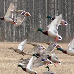 Aerial Survey Shows Above-Average Numbers for Early Duck Season
