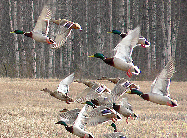 Duck Hunting In Arkansas