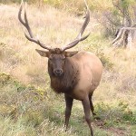 Jasper Festival Offers Arkansas Elk Hunting Permit Chance