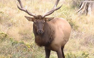 Elk Hunting In Arkansas