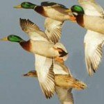 Cold Weather Arrives Early For 2014 Arkansas Duck Season