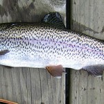 Weekly Arkansas Fishing Report – Aug. 24