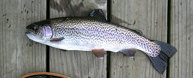 Arkansas Fishing Report