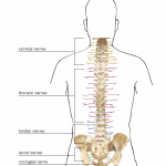 The Important Role of Spinal Nerves