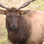 25 Hunters Win Arkansas Elk Hunting Permits for 2013 Season