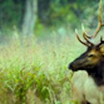 Jonesboro Doctor Scores First Elk of Arkansas Season – With a Bow