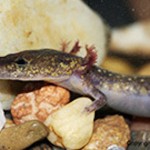 New Species of Salamander Discovered in Arkansas