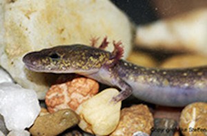 Salamander Discovered in Arkansas