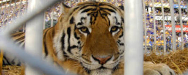 keep your eye on the lsu tiger